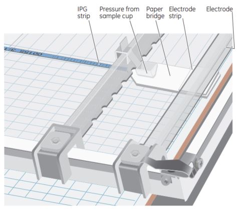 Paper-Bridge Loading Setup for sample application via a paper bridge