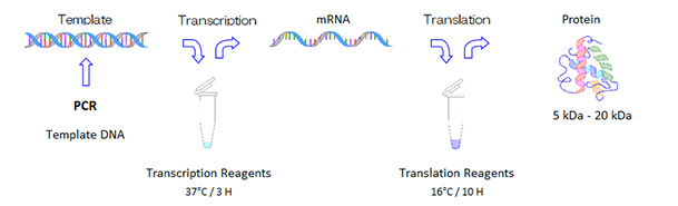 protein-synthesis