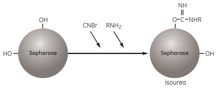 Activation by cyanogen bromide Activation by cyanogen bromide