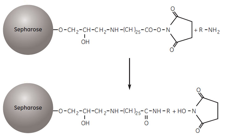 Coupling a ligand to NHS-activated Sepharose Coupling a ligand to NHS-activated Sepharose