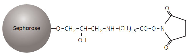 Partial structure of NHS-activated Sepharose Partial structure of NHS-activated Sepharose