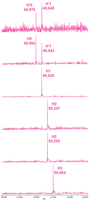Deconvoluted mass spectra of the heavy chain species of the deglycosylated, reduced ADC Mimic Deconvoluted mass spectra of the heavy chain species of the deglycosylated, reduced ADC Mimic