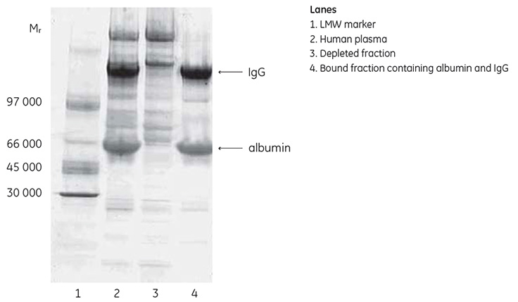 Deep Purple stained SDS-PAGE analysis (nonreducing conditions) of fractions from the depletion of human plasma using HiTrap Albumin & IgG Depletion Deep Purple stained SDS-PAGE analysis (nonreducing conditions) of fractions from the depletion of human plasma using HiTrap Albumin & IgG Depletion
