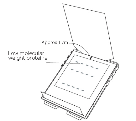Place blocked membrane 1 cm from the stage edge with low molecular weight proteins towards the loading port