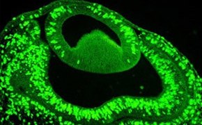 细胞生长与维护