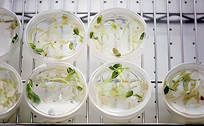 Plant cell and tissue isolation using tissue culture