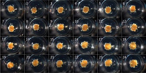 生物打印在Corning Transwell可渗透载体上的3D人类肝脏组织。