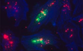 转染与基因编辑