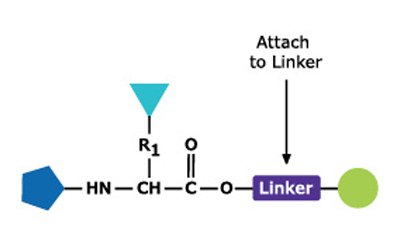 A diagram illustrating a chemical structure with a hexagonal shape on the left labeled 'HN', connected by a line to a carbon atom with a side chain labeled 'R1'. The carbon atom is linked to a carbonyl group (O=C) and an oxygen atom connected to a rectangular block labeled 'Linker'. An arrow points from the 'Linker' to the text 'Attach to Linker' above it.