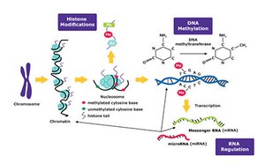 Epigenetics