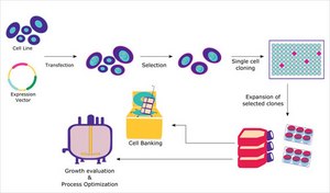 Cloning & Expression