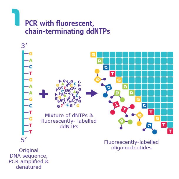 Sanger DNA Sequencing Method