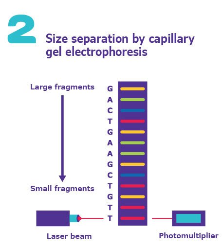 Sanger DNA Sequencing Method