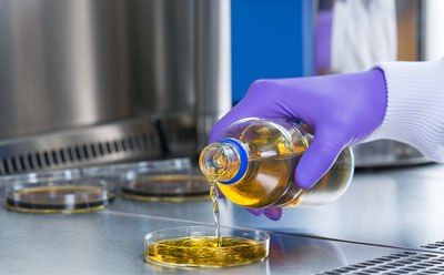 A laboratory setting where a person wearing a purple glove is pouring a yellowish liquid from a bottle into a petri dish.