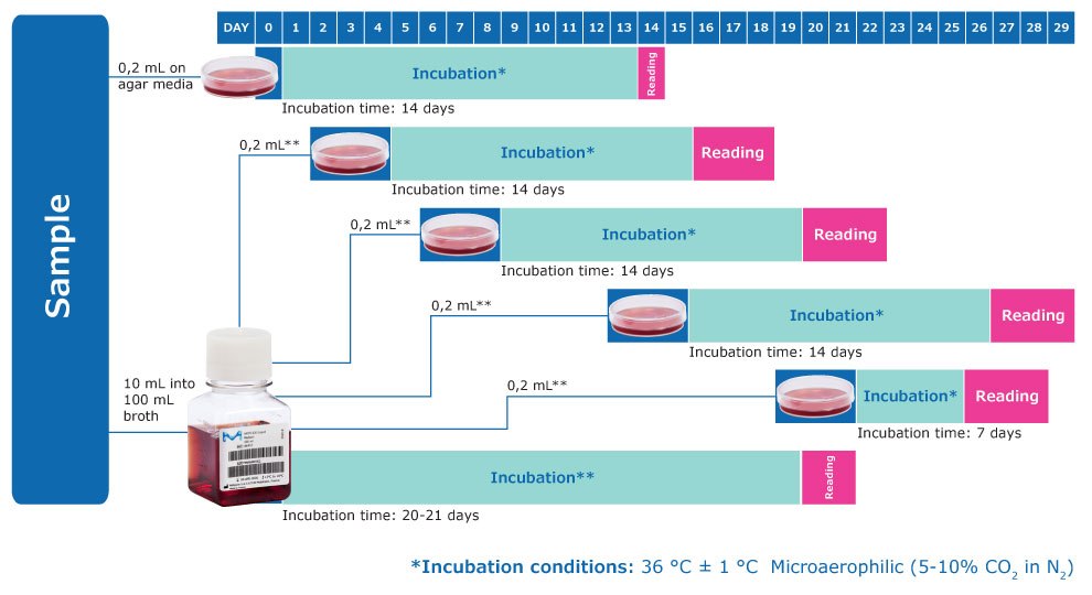 *在接种数天后，通过在每种固体培养基的至少1个平板上接种0.2 mL而对每种液体培养基进行传代。在检测的第6-8天重复该操作，然后是第13-15天以及第19-21天。每2或3天观察液体培养基，如果颜色发生改变，则进行传代。注意：此外，需要对每种固体和液体培养基设置一个阳性和阴性对照，均进行14天的培养。