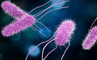 A digital illustration showing Salmonella bacteria under a microscope-like view.