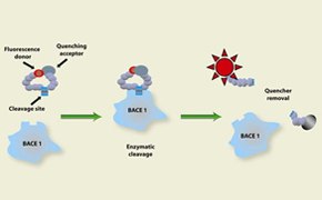 The diagram shows a Enzyme Activity Assays with a flow diagram