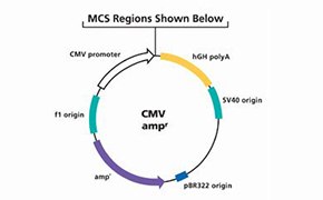 CMV启动子哺乳动物蛋白表达载体