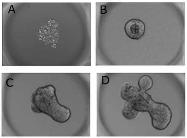 Brightfield images of mouse intestinal organoids after seeding on Millicell<sup>®</sup> Microwell plates.