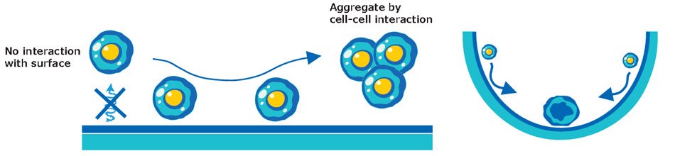 Cartoon schematic of spheroid formation in Millicell<sup>®</sup> ULA plates