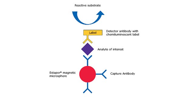 A schematic showing the interaction of Estapor® Magnetic Microspheres with the capture antibody, analyte of interest, and detector antibody with chemiluminescent label, allowing for easy of separation and washing. 