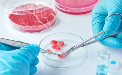Close-up of hands wearing blue gloves using tweezers and scissors to analyze meat samples in a petri dish. Close-up of hands wearing blue gloves using tweezers and scissors to analyze meat samples in a petri dish.