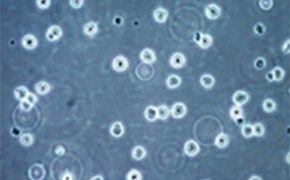 经过验证的细胞类型