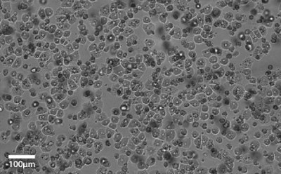 Primary hepatocytes imaged at 20x magnification. Light grey image with small darker grey and black circles that indicate the cells that cover the entire image.