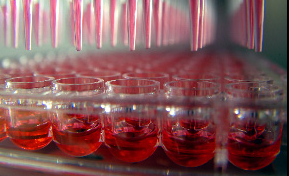 The image appears to be a laboratory setting where a multi-well plate/glasses is being used for an experiment. They are arranged closely and have red liquid in them. 