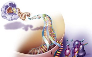 图片生动描述了DNA复制。DNA分子正在解螺旋，有酶帮助分离双链。