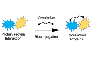 生物共轭方案 说明生物共轭物形成的一般生物共轭图