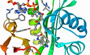 彩色3D分子模型显示了蛋白质结构的各种要素，α-螺旋为蓝色，β-折叠为绿色和黄色，复合物折叠结构为橙色和红色。蛋白质片段的详细原子结构中代表原子的球体通过代表键的棒状物相连。