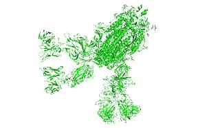 白色背景下绿色SARS-CoV-2刺突糖蛋白的图片，图片所示为促使病毒结合人体细胞的蛋白质的结构。