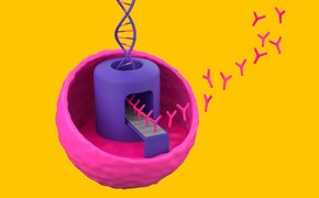 粉红色细胞的三维插图，紫色细胞核，上方是 DNA 螺旋，粉红色 Y 形抗体正在出现，背景为黄色。