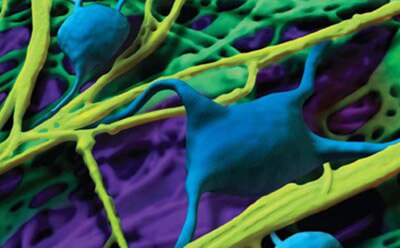 附着因子增强哺乳动物细胞的显微图像。