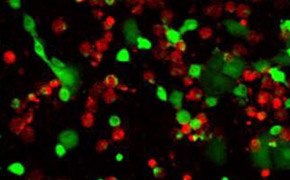 活细胞/死细胞双重染色