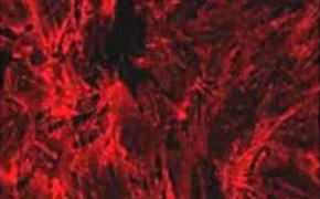 细胞中的 F-肌动蛋白以覆盖细胞的长直线形式呈现。由于细胞覆盖了整个图像，这些线条也覆盖了整个图像。