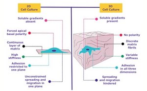 二维与三维细胞培养的细胞行为比较