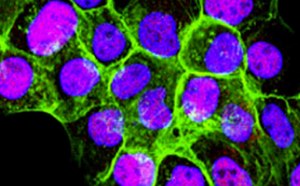 哺乳动物细胞系