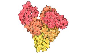 图示为Y形分子结构，由粉色、橙色和黄色的鲜艳分子簇组成。