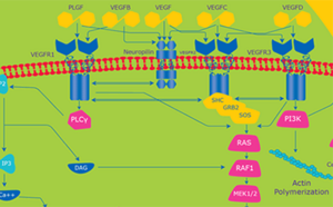 细胞过程的教学图解，标明&ldquo;PLCy&rdquo;、&ldquo;RAS&rdquo;和&ldquo;RAF1&rdquo;等分子，还有说明细胞内相互作用和反应的信号通路。