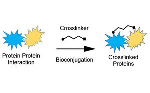 展示生物偶联过程的彩色生化图，其中两个标记为&ldquo;蛋白质互作&rdquo;的蓝色刺突在&ldquo;交联剂&rdquo;的作用下转变为&ldquo;交联蛋白质&rdquo;形状。