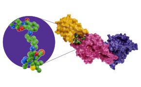 Targeted Protein Degradation