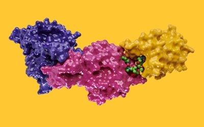 3D Molecular Model of a Biologic Compound 生物化合物的三维分子模型,展示了代表不同分子结构和相互作用的不同颜色区域。