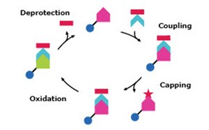 Workflow of deprotection, coupling, capping, and oxidation