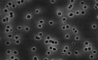 Polycarbonate membrane filter 聚碳酸酯膜的扫描电子显微镜图像