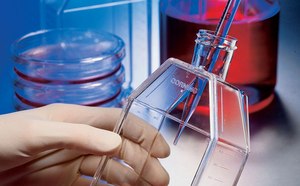 戴手套的手拿着细胞培养皿，另一只手使用血清吸管向培养皿中添加东西的照片