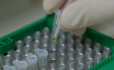 PCR tubes with green liquid being loaded by gloved hand into a thermocycler.