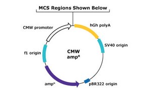 分子克隆与蛋白表达