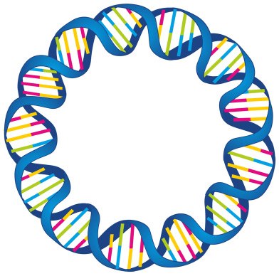 环形双链的质粒DNA，显示双螺旋结构，用不同颜色代表各碱基对。